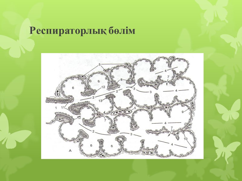 Респираторлық бөлім